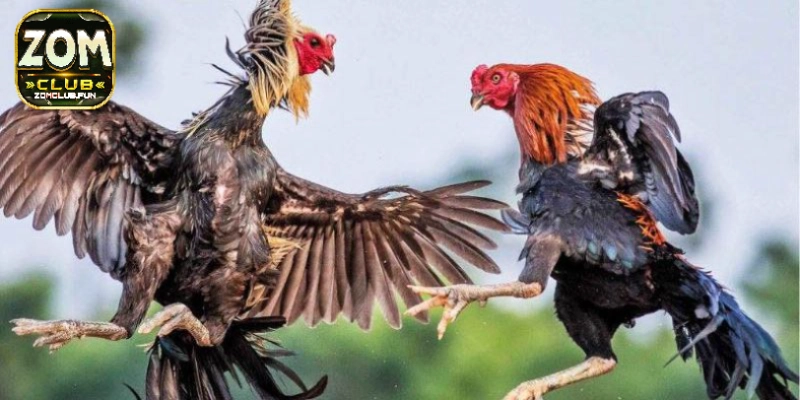 Quy định và luật chơi chi tiết trong sảnh game đá gà cựa dao