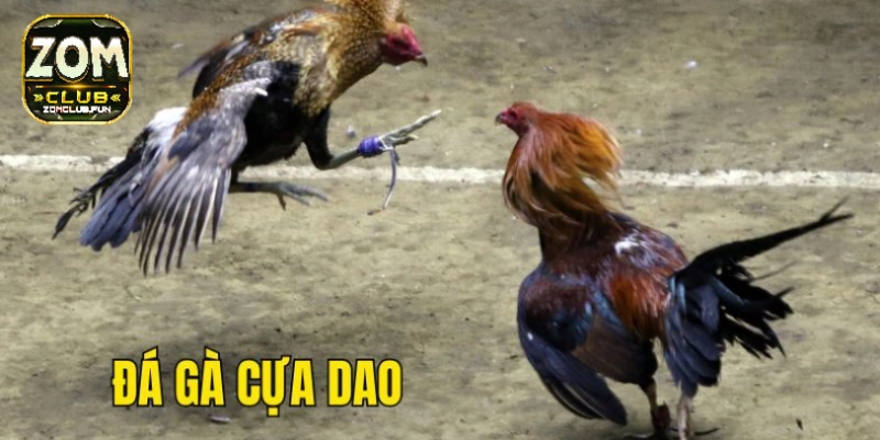 Hướng dẫn chi tiết cho hội viên tham gia đá gà cựa dao