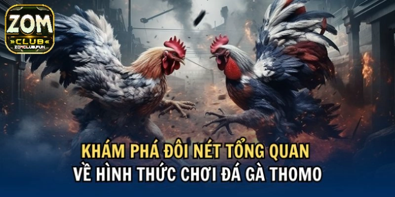 Lịch sử ra đời của loại hình thomo đá gà 