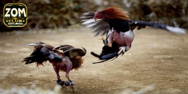 Đặc điểm về ngoại hình của giống gà khi tham gia thi đấu 