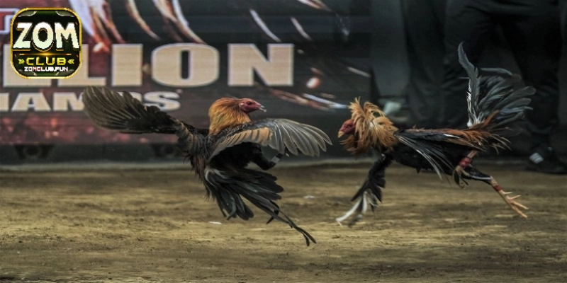 Điểm qua những ưu điểm vượt trội làm nên tên tuổi cho đá gà tre 